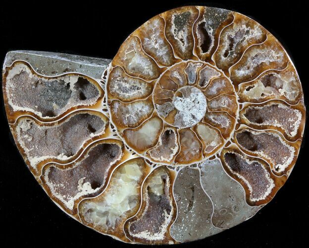 Agatized Ammonite Fossil (Half) #39617